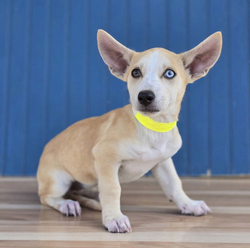 picture of the dog needing adoption