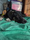 adoptable Dog in  named Femur