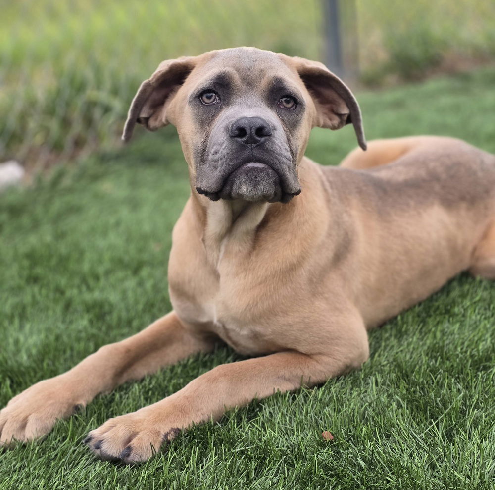 adoptable Dog in Sedalia, CO named Yoshiko