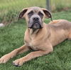 adoptable Dog in sedalia, CO named Yoshiko