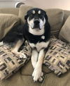 adoptable Dog in  named Bane - Courtesy Posting