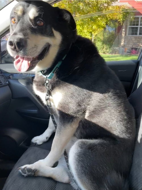 picture of the dog needing adoption