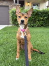 adoptable Dog in sedalia, CO named Michi