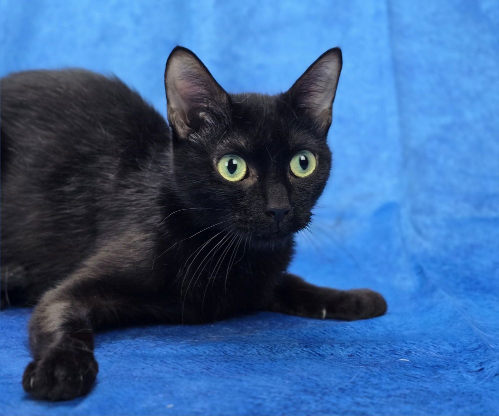 adoptable Cat in Sedalia, CO named Gina