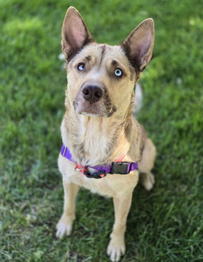 adoptable Dog in Sedalia, CO named Rosie HW+