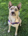 adoptable Dog in sedalia, CO named Rosie HW+