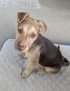 adoptable Dog in sedalia, CO named Sevagoth