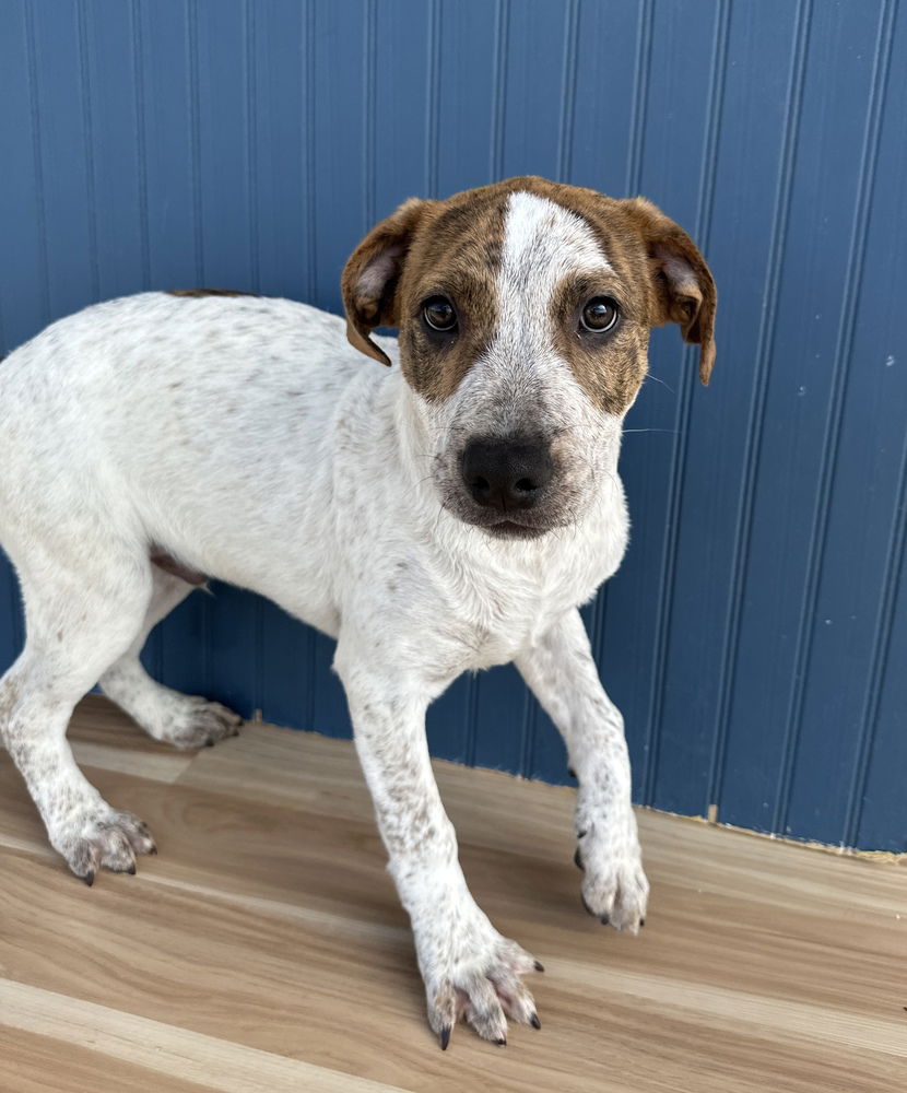 adoptable Dog in Sedalia, CO named Jack