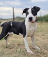 adoptable Dog in sedalia, CO named Paulo