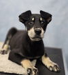 adoptable Dog in sedalia, CO named Viggo
