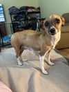 adoptable Dog in  named Popcorn