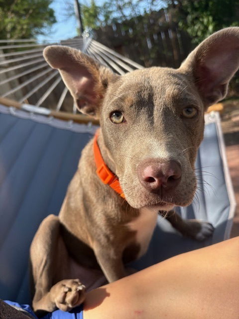 adoptable Dog in Sedalia, CO named Miss Piggie