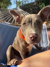 adoptable Dog in  named Miss Piggie