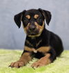 adoptable Dog in  named Leia