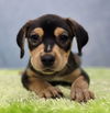 adoptable Dog in  named Beatrix Kiddo