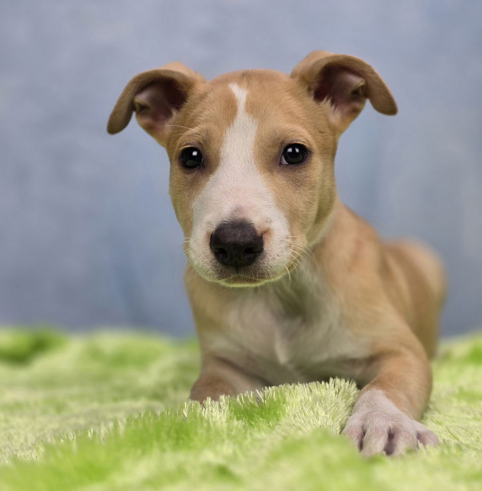 adoptable Dog in Sedalia, CO named Elio