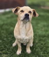 adoptable Dog in  named Asiago