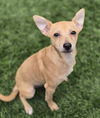 adoptable Dog in  named Ribbon
