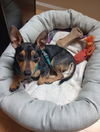 adoptable Dog in  named Buckles