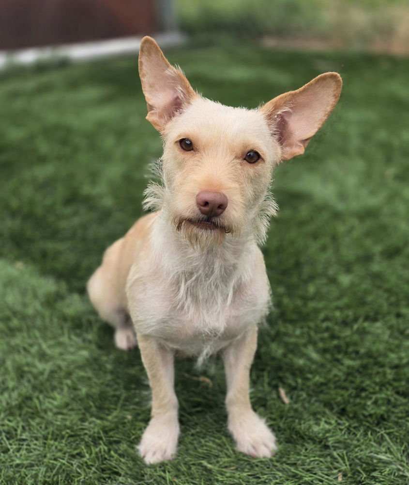 adoptable Dog in Sedalia, CO named Buttercup HW +