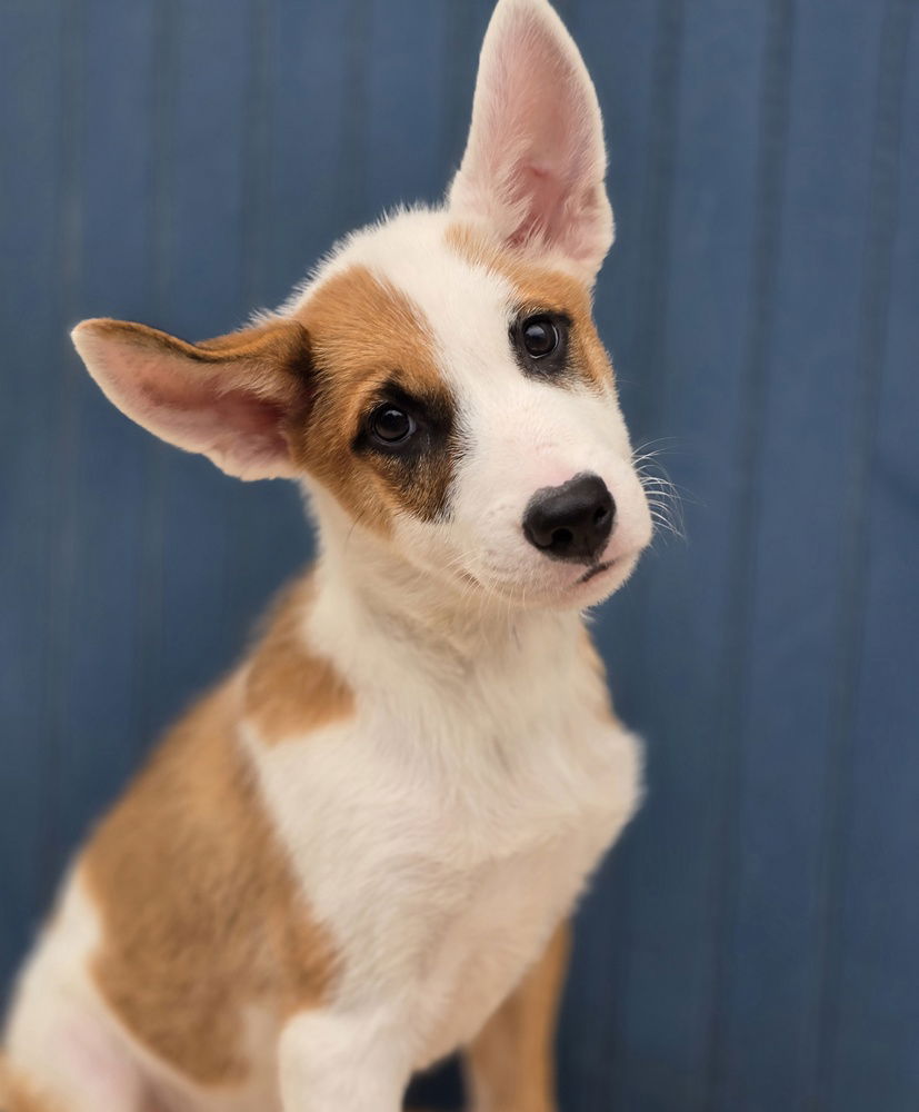 adoptable Dog in Sedalia, CO named Ezra
