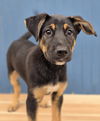 adoptable Dog in sedalia, CO named Theo