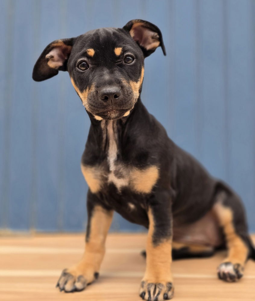 adoptable Dog in Sedalia, CO named Buttercream