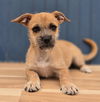 adoptable Dog in  named Butterball