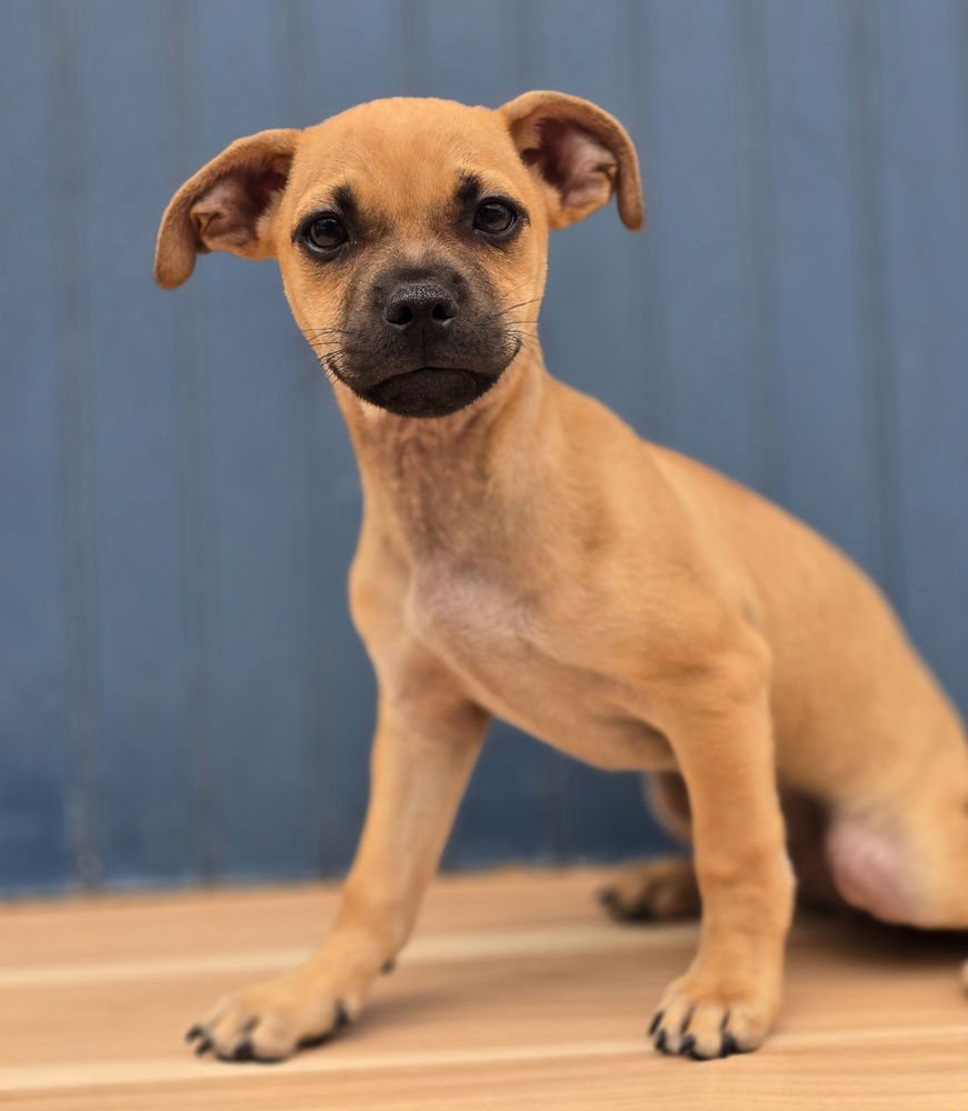 adoptable Dog in Sedalia, CO named Butterfinger