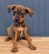 adoptable Dog in  named Teddie