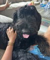 adoptable Dog in sedalia, CO named Thiago HW+