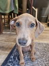 adoptable Dog in sedalia, CO named Triceratops