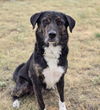 adoptable Dog in  named Bola HW+