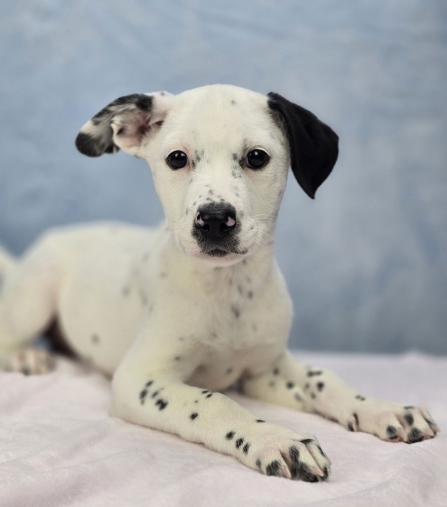 adoptable Dog in Sedalia, CO named Reese Witherspoon