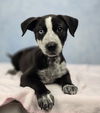 adoptable Dog in  named Scarlett Johansson