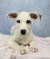 adoptable Dog in  named Jessica Alba