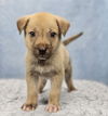 adoptable Dog in  named Bart