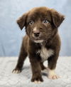 adoptable Dog in  named Buddy