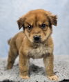 adoptable Dog in  named Brad