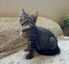 adoptable Cat in sedalia, CO named Raspberry