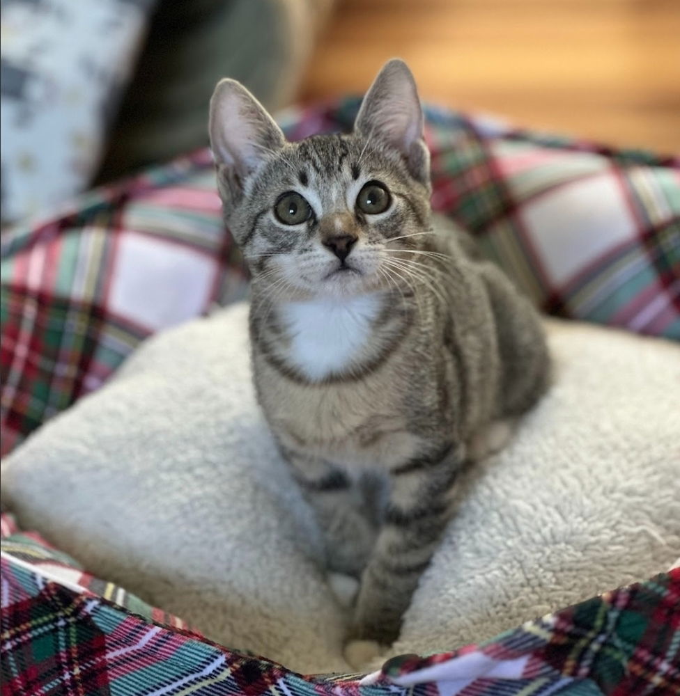 adoptable Cat in Sedalia, CO named Jackfruit