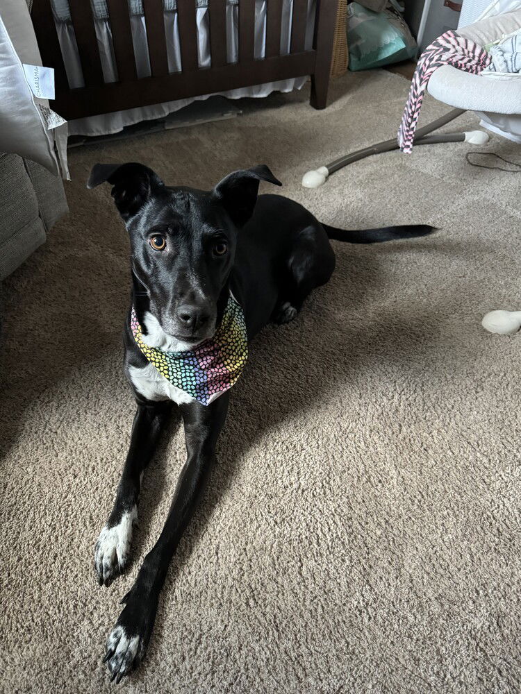 adoptable Dog in Sedalia, CO named Pepper - Courtesy Posting