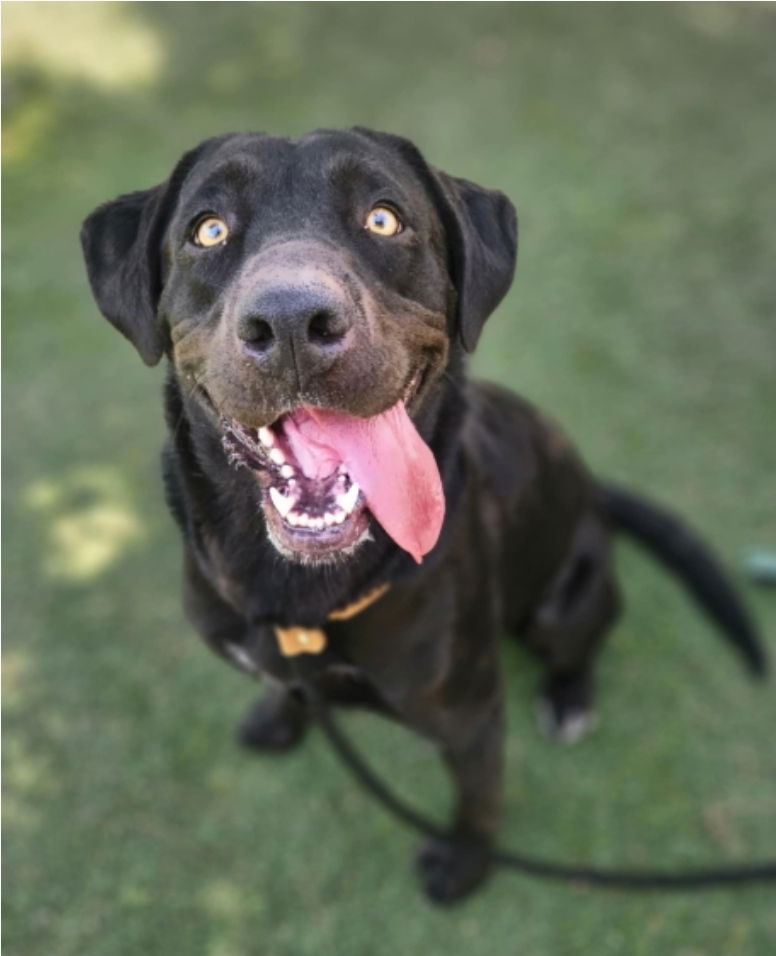 adoptable Dog in Sedalia, CO named Candace