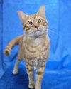 adoptable Cat in sedalia, CO named Sunny Jr