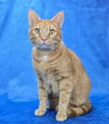 adoptable Cat in sedalia, CO named Mochico