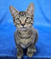 adoptable Cat in sedalia, CO named Pino
