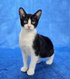 adoptable Cat in sedalia, CO named Polly