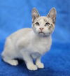 adoptable Cat in sedalia, CO named Polo