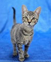 adoptable Cat in sedalia, CO named Paula