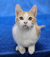 adoptable Cat in sedalia, CO named Pepper